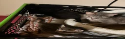 Mixed Breed cats for sale: Beautiful kittens ready for to go  - Advert 12