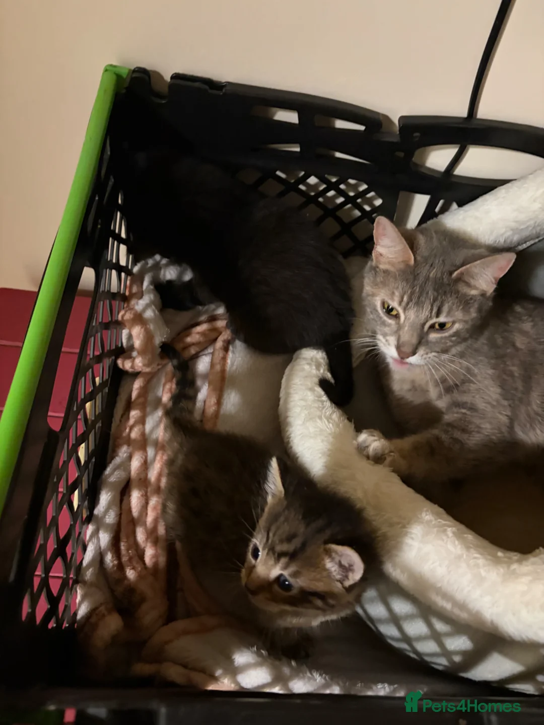 Mixed Breed cats for sale: Beautiful kittens ready for to go  - Advert 12
