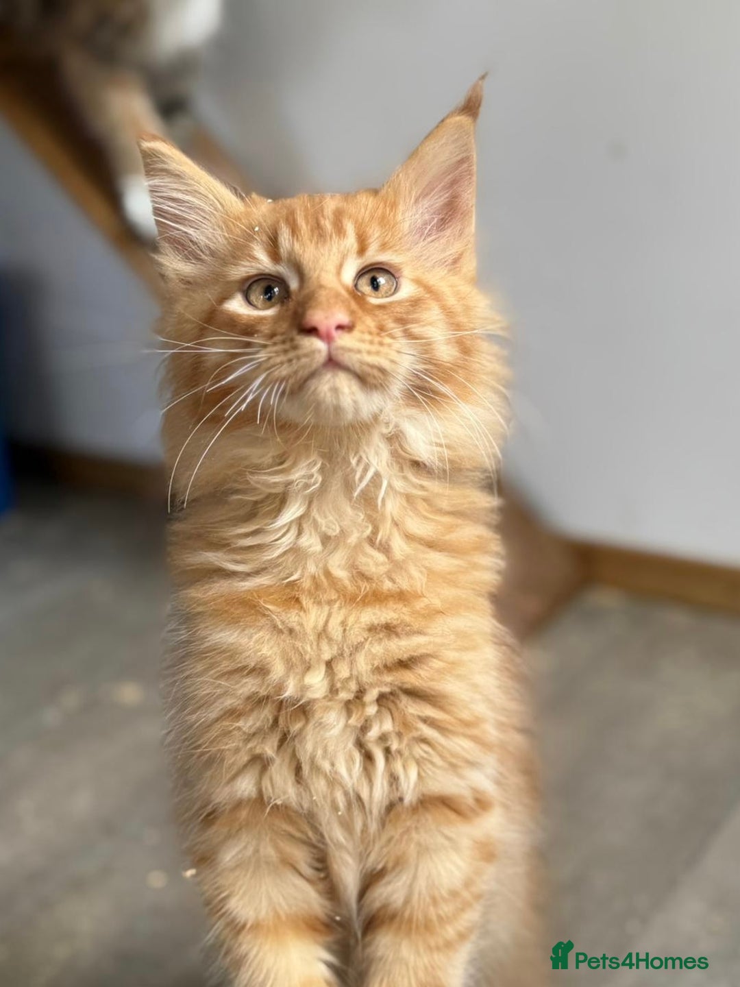 Maine Coon cats for sale: Ready now Maine Coon large Boys GCCF - Image 34