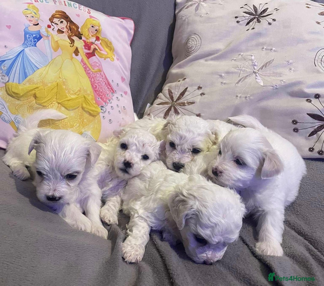Maltese dogs for sale: Stunning Purebred Maltese Puppies Ready 17th Sept - Image 5