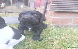 Sprocker dogs for sale: READY NOW !! 3 sprocker spaniels left  👀🏡✨️ in Wakefield - Image 33
