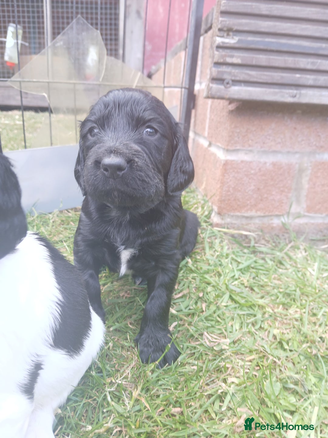 Sprocker dogs for sale: READY NOW !! 3 sprocker spaniels left  👀🏡✨️ in Wakefield - Image 33