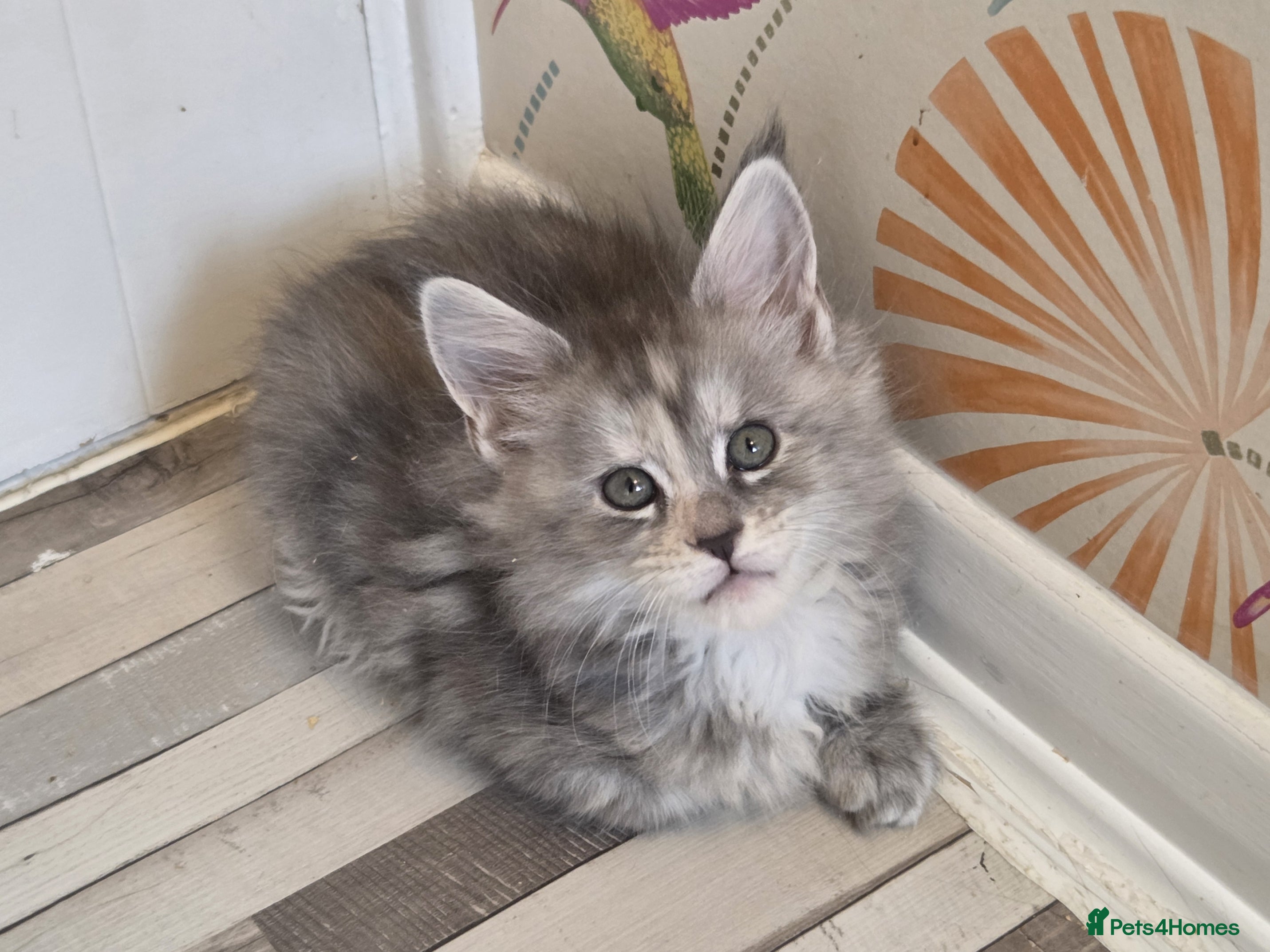 Maine Coon cats Stunning quality Tica silver torbie kitten - Advert 15