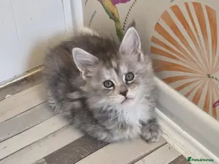 Maine Coon cats Stunning quality Tica silver torbie kitten - Advert 4