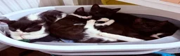 British Shorthair cats for sale: Kittens ready to be homed - Advert 4