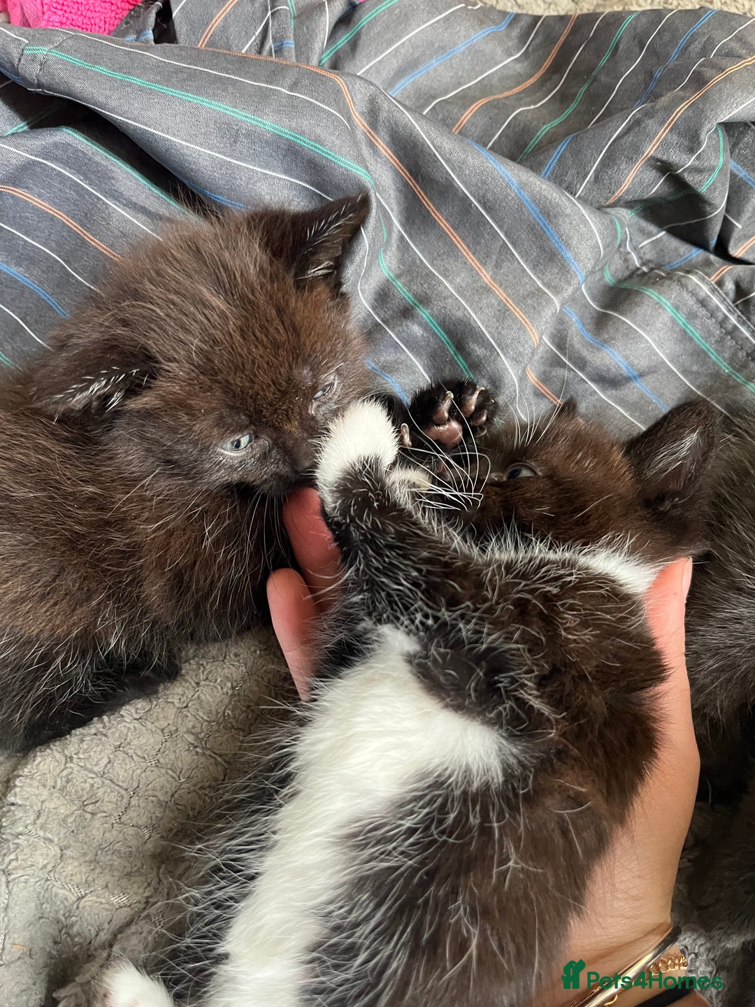 Mixed Breed cats for sale: 3 baby boys looking for their new homes , 4 weeks  - Image 8