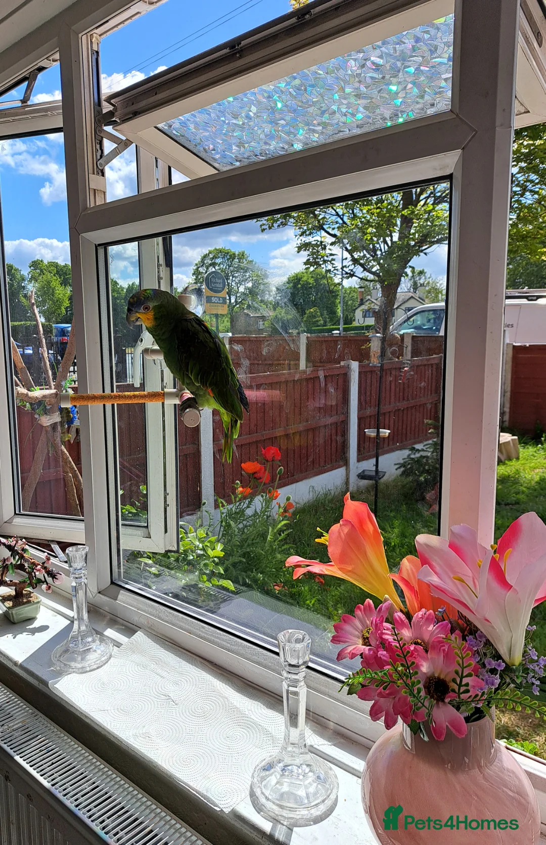 Parrots birds for sale: Orange winged amazon - Advert 6