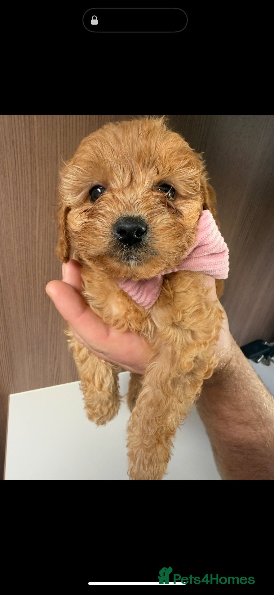 Cavapoo dogs 🐶Gorgeous gold&white cavapoos🐶 - Advert 1