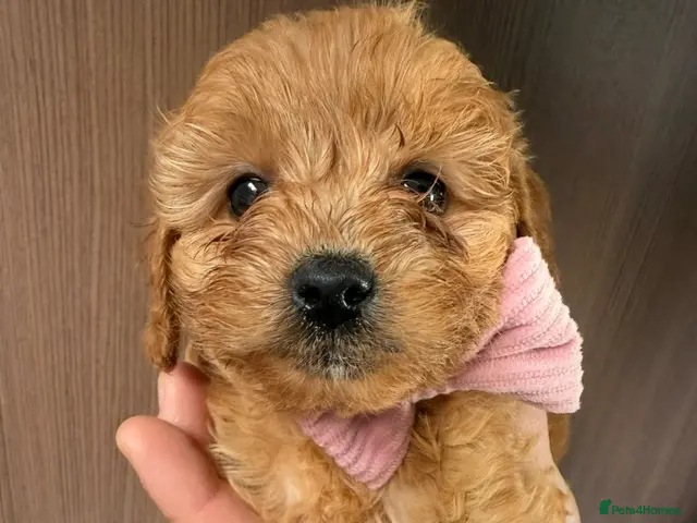 Cavapoo dogs 🐶Gorgeous gold&white cavapoos🐶 - Advert 1