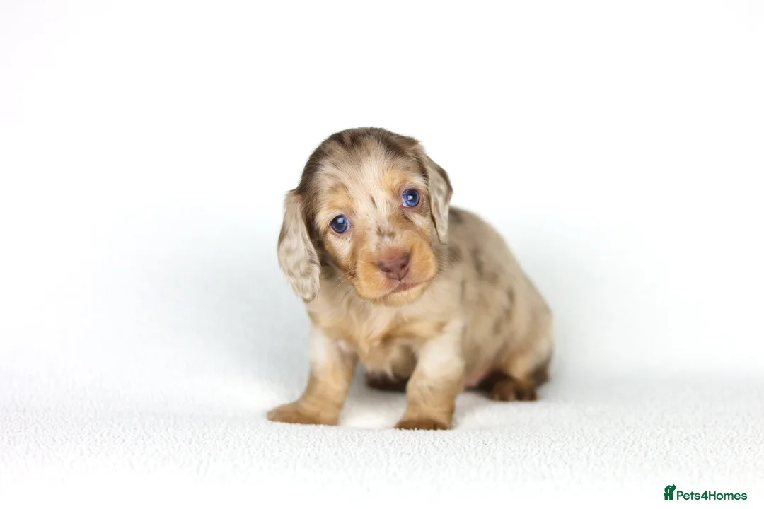 Miniature Dachshund dogs for sale: Miniature dachshund beautiful litter - Advert 26