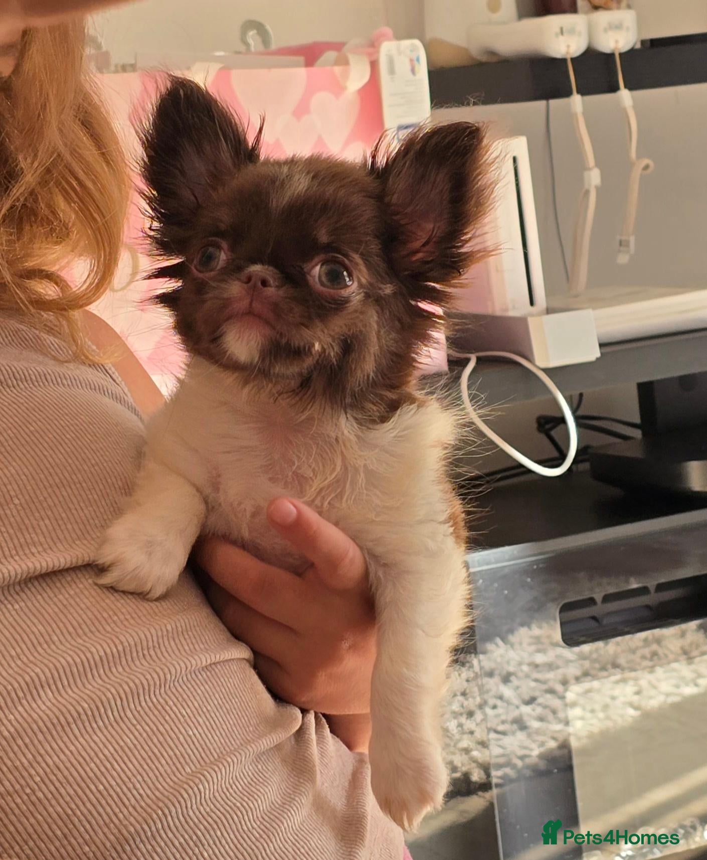 Chihuahua dogs XXReady now! quality chihuahua chocolate longcoatX - Advert 1