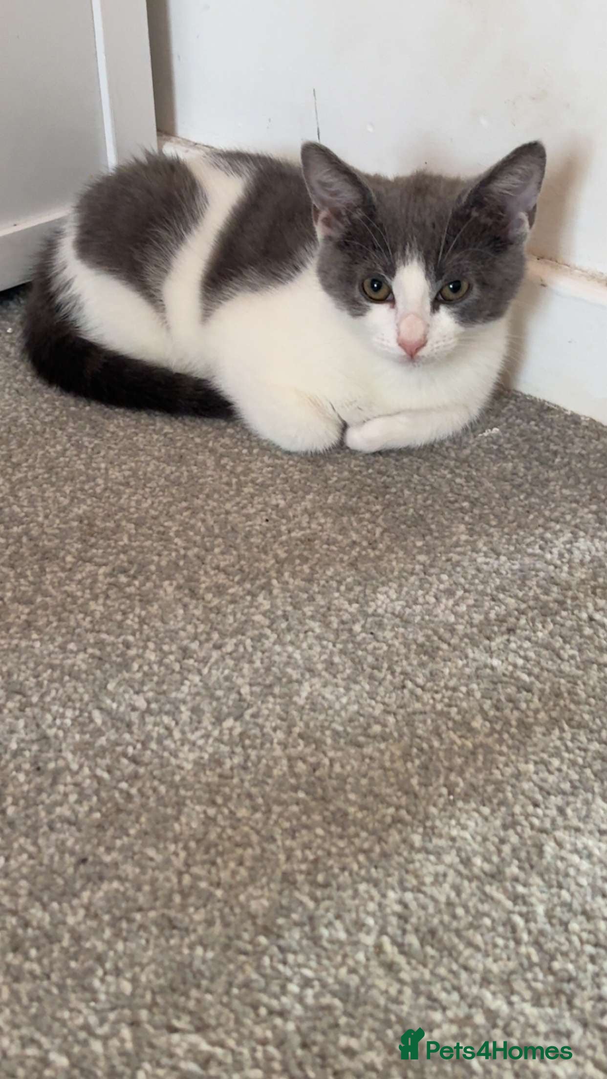 Mixed Breed cats Male kitten  - Advert 1