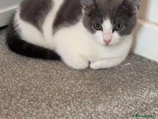 Mixed Breed cats Male kitten - Advert 1