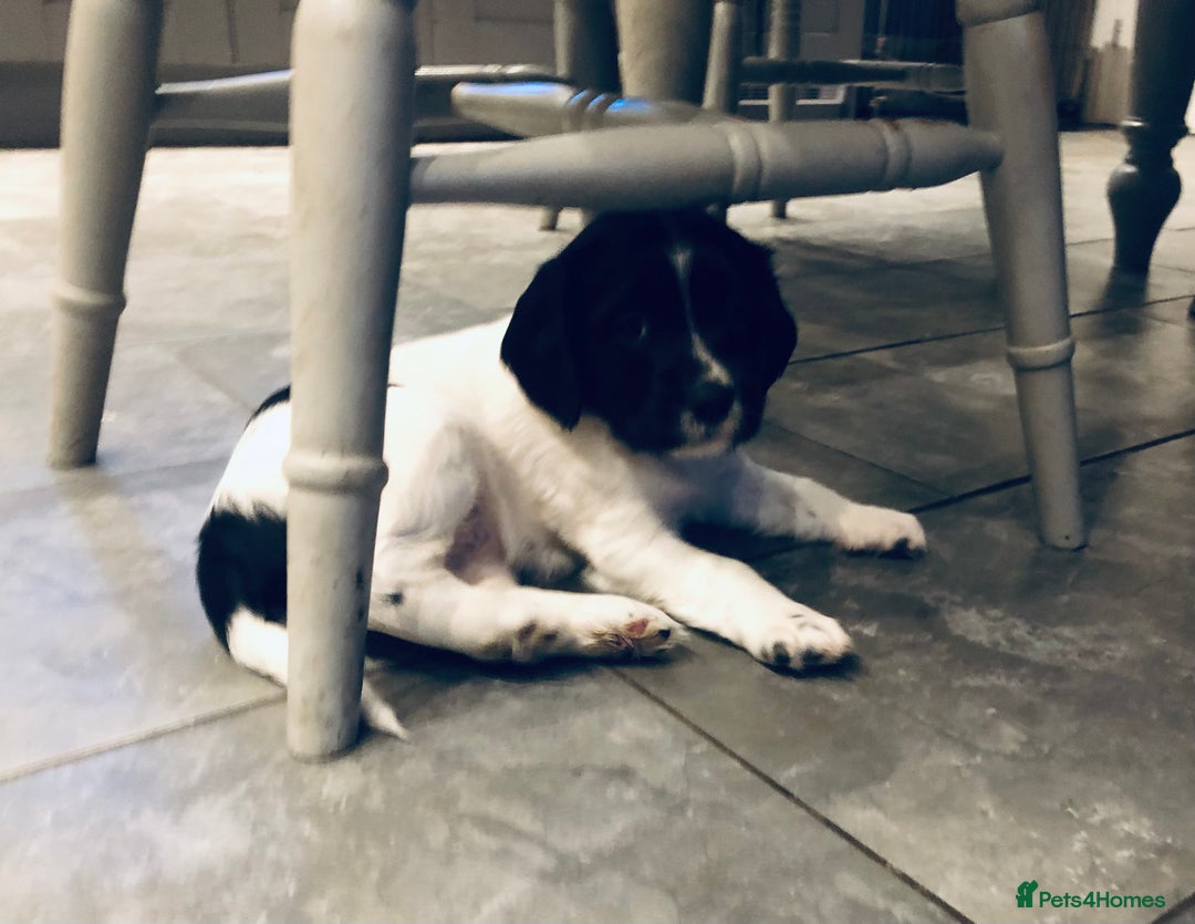 English Springer Spaniel dogs for sale: 🐾 Now reserved 🐾  - Advert 2
