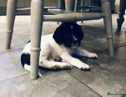English Springer Spaniel dogs 🐾 KC registered ESS B&W puppy available 🐾 - Advert 4
