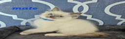 Ragdoll cats for sale: READY NOW GCCF registered kittens  - Advert 5