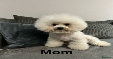 Bichon Frise dogs in Dagenham - Advert 4