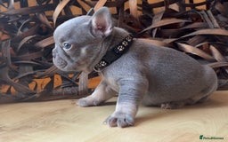 French Bulldog dogs for sale: Pedigree Frenchies - New Shade Isabella’s & Lilacs - Image 9