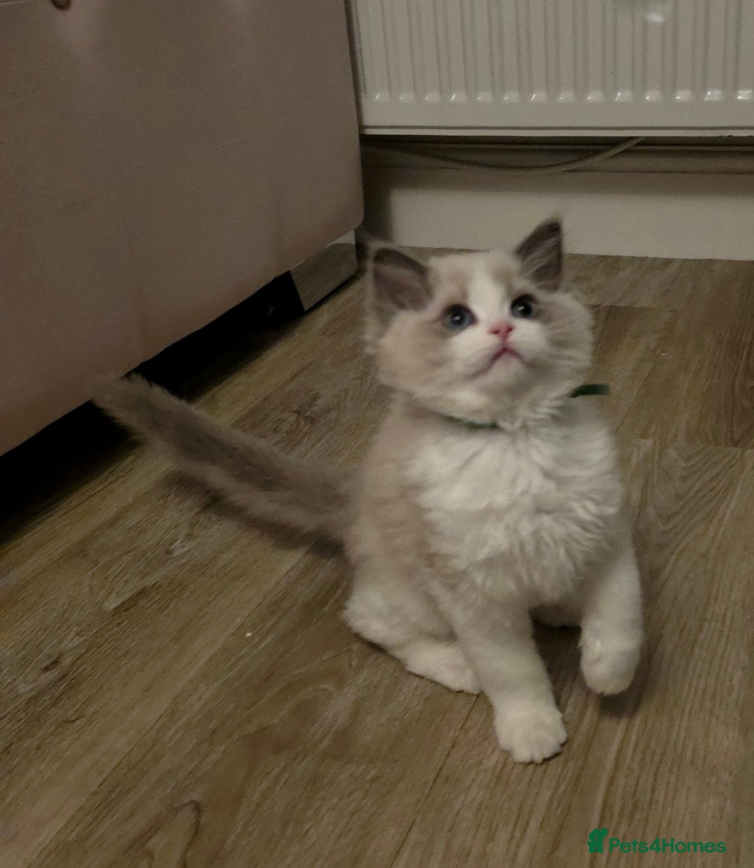 Ragdoll cats for sale: READY TO LEAVE 😻 tica registered Ragdoll Kitten   - Advert 8
