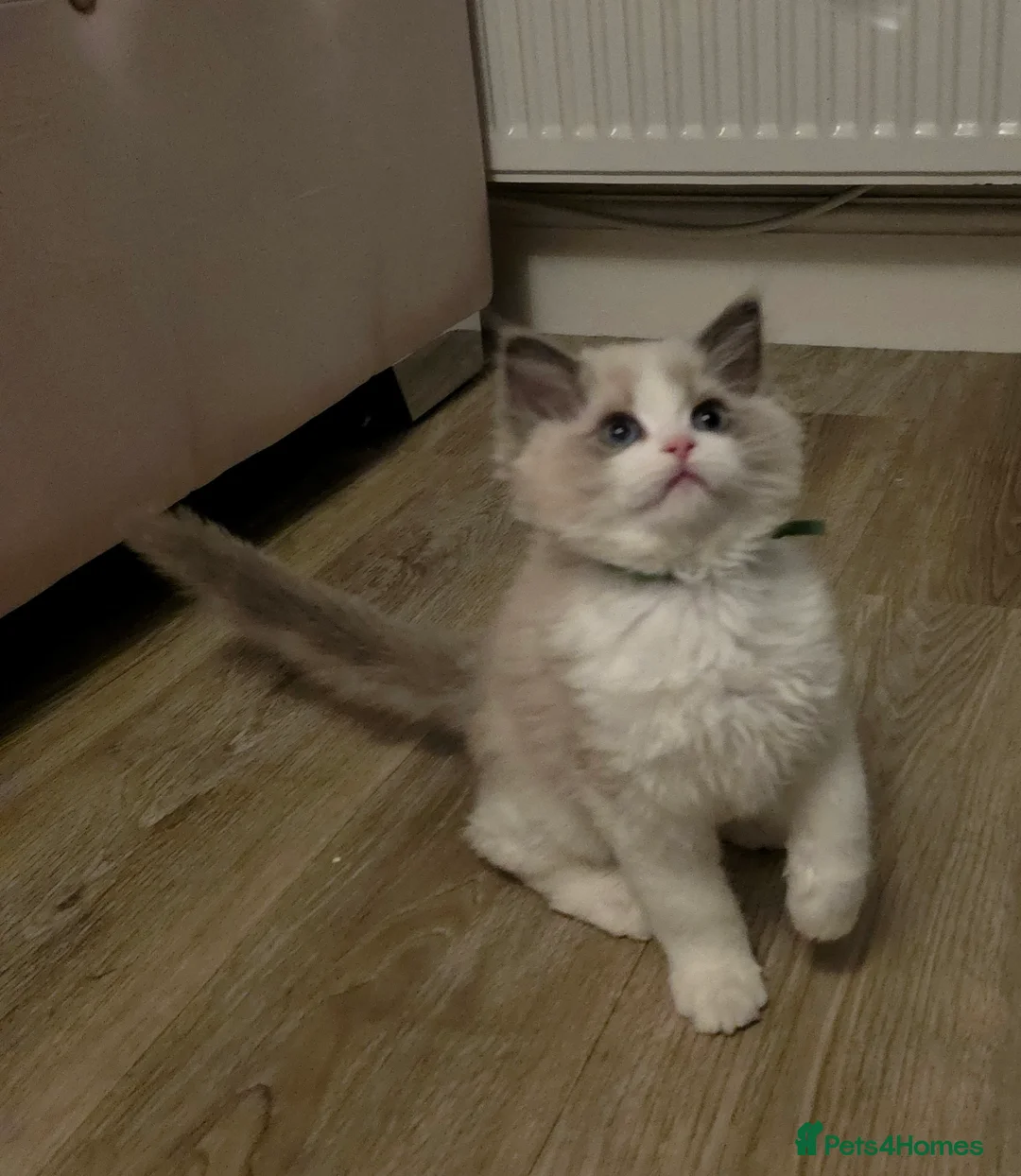 Ragdoll cats for sale: READY TO LEAVE 😻 tica registered Ragdoll Kitten   - Advert 8