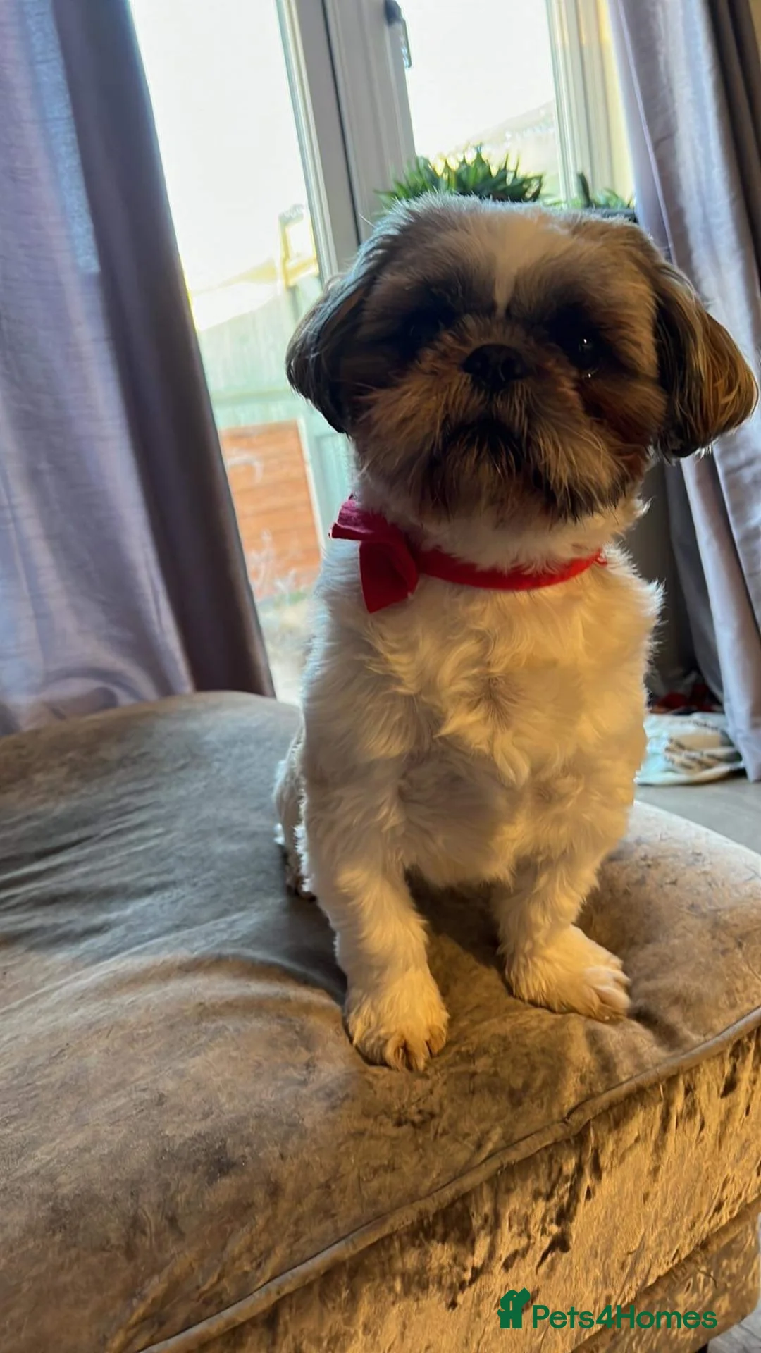 Shih Tzu dogs for stud: STUD shihtzu in Nuneaton - Advert 8