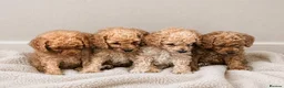Cockapoo dogs for sale: Beautiful male cockapoo puppy  - Advert 4