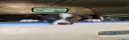 Border Collie dogs for sale: Beautiful Border Collie Puppies - Advert 5