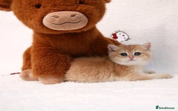 British Shorthair cats for sale: ❤️ British shorthair kittens  - Advert 15