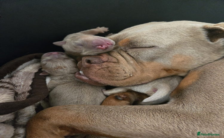 Olde English Bulldogge dogs - Advert 1