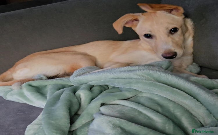 Mixed Breed dogs - Advert 3