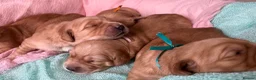 Golden Retriever dogs for sale: KC Golden Retrievers - Health Tested & Home Raised in Trowbridge - Advert 7