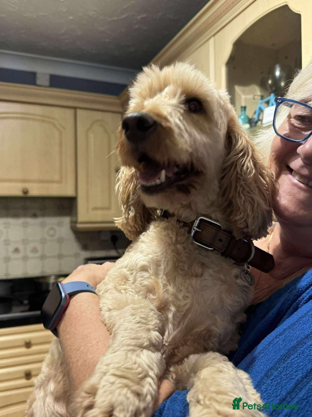 Cockapoo dogs for adoption: George - Hingham Norfolk  - Advert 5