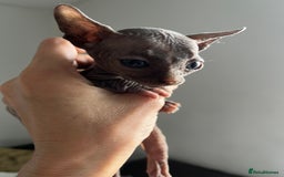 Sphynx cats for sale: Sphynx kittens - Image 21