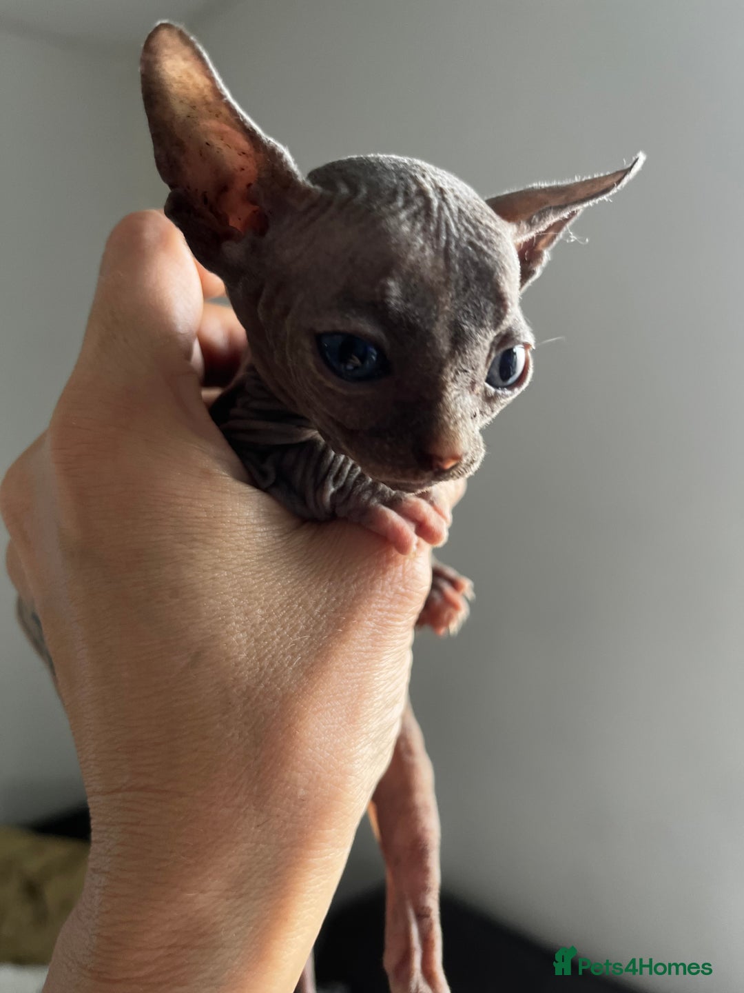 Sphynx cats for sale: Sphynx kittens - Image 21