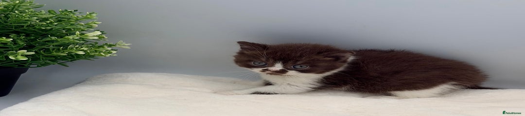 British Shorthair chocolate bicolour male 3