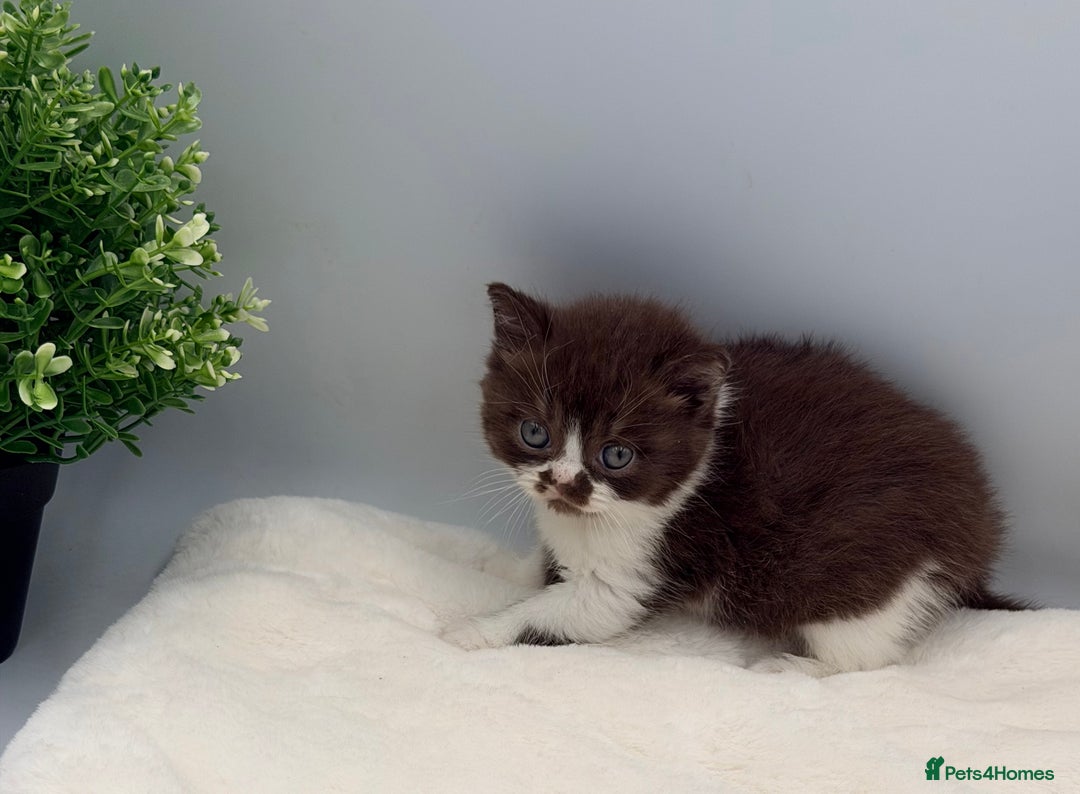 British Shorthair cats for sale: PEDIGREE REGISTERED CHUNKY BRITISH SHORTHAIRS  - Image 32