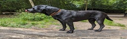 Labrador Retriever dogs for stud: Black Labrador for stud - North West - Proven stud in Saint Helens - Advert 4