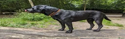 Labrador Retriever dogs for stud: Black Labrador for stud - North West - Proven stud in Saint Helens - Advert 4