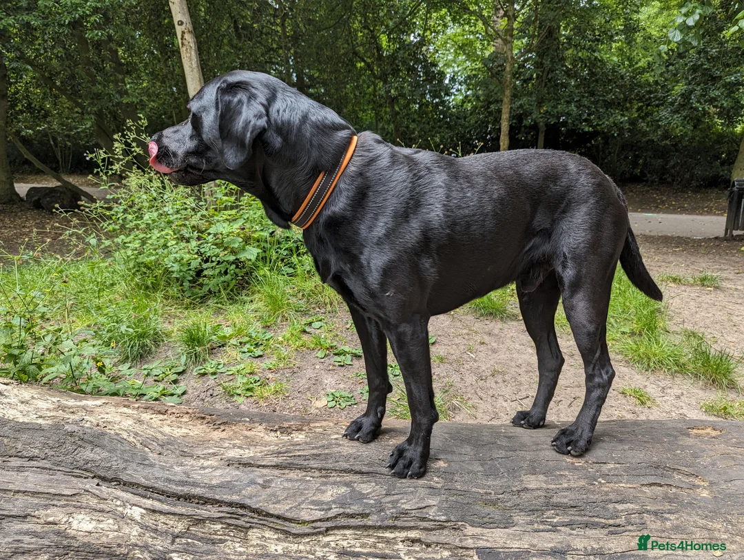 Labrador Retriever dogs for stud: Black Labrador for stud - North West - Proven stud in Saint Helens - Advert 4