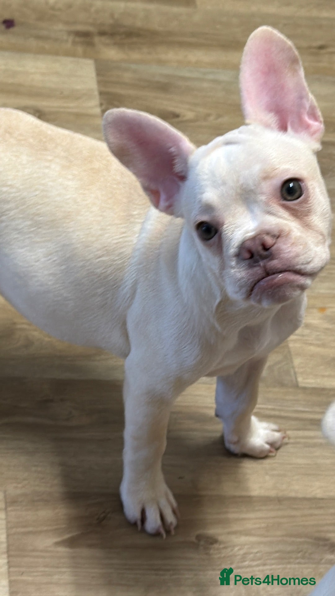 French Bulldog dogs ONLY 2 LEFT! Beautiful Frenchie Puppies!!  - Advert 4