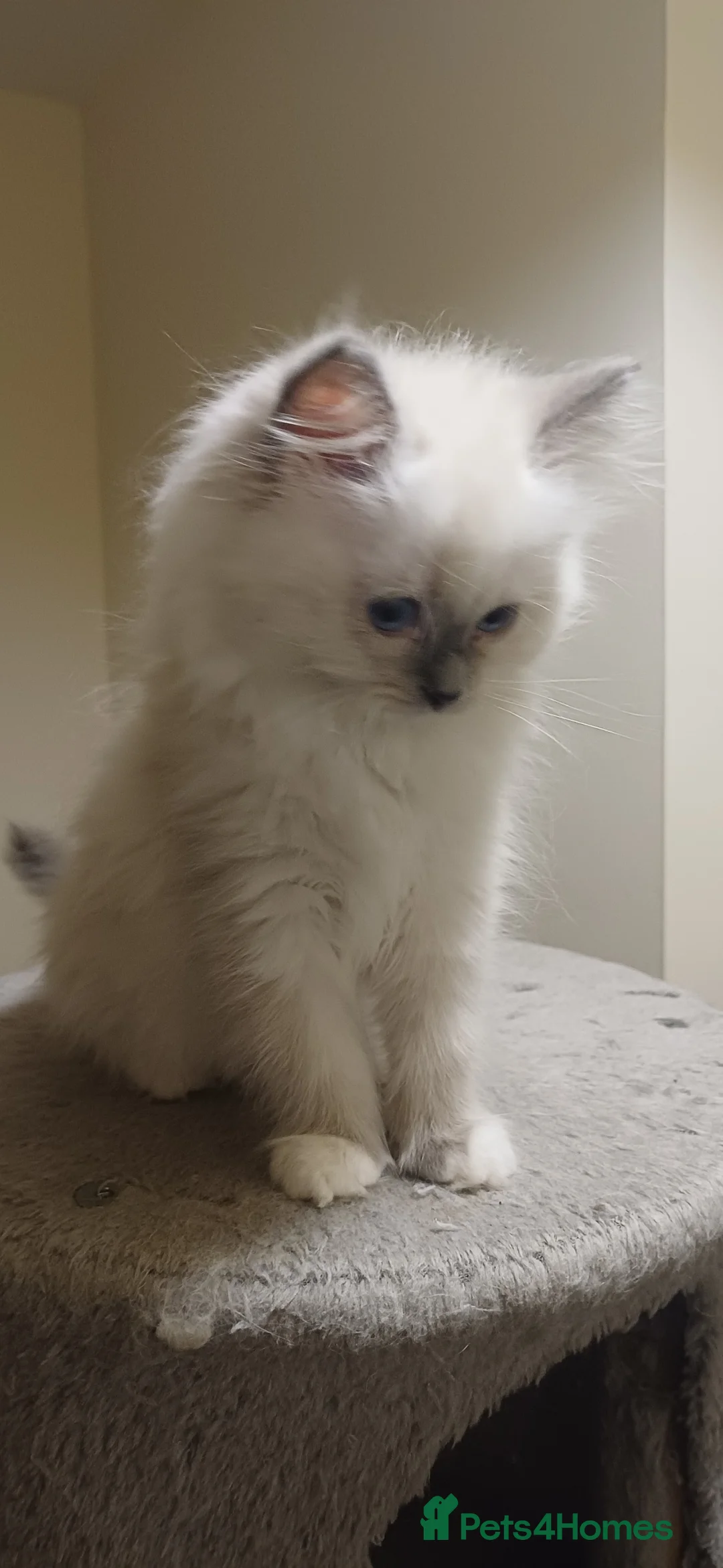 Ragdoll cats for sale: Beautiful litter available  - Advert 13