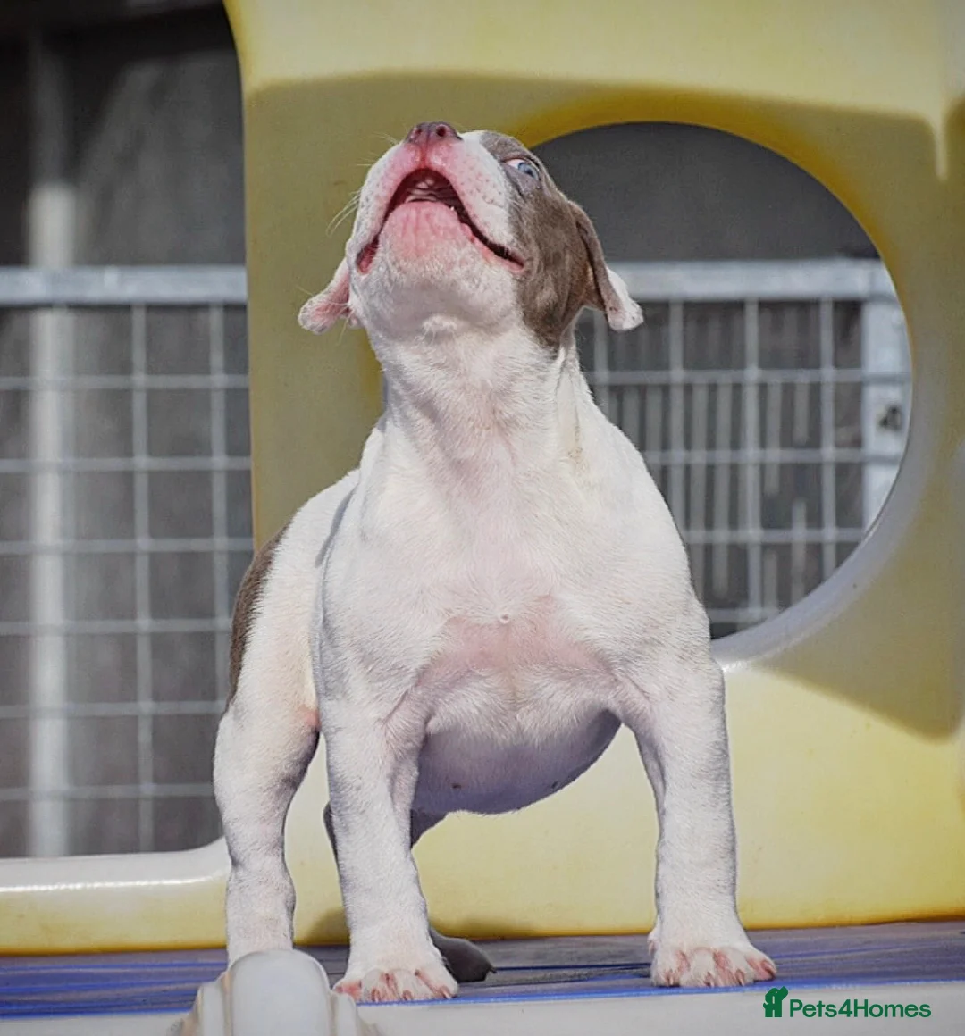 Olde English Bulldogge dogs for sale: 24 YEARS PROS, 5⭐️RATED LICENSED & REGISTERED  - Advert 1