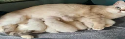 British Shorthair cats for sale: RARE SEAL LYNX PURE BRED BSH TEDDY BEARS - Advert 22