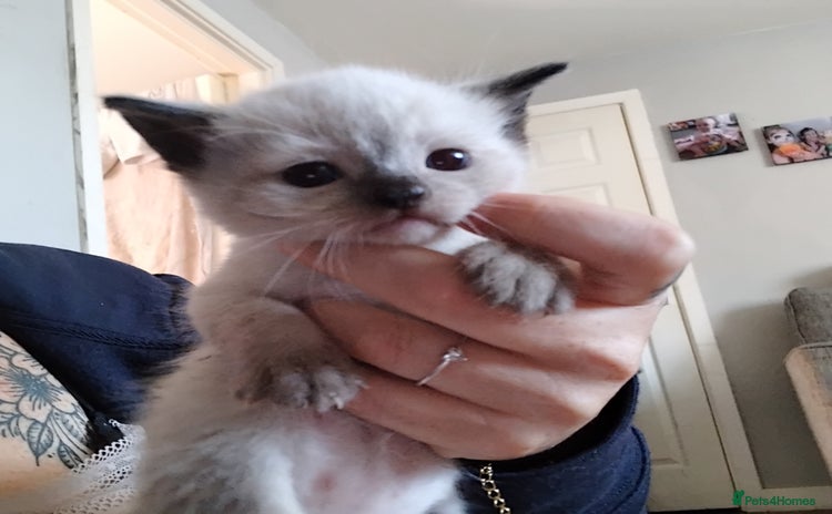 Domestic Shorthair cats - Advert 1
