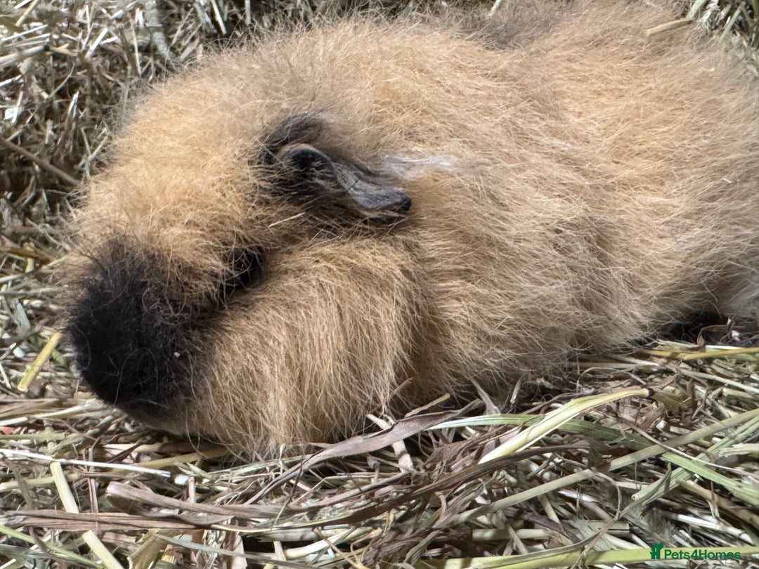 Guinea Pig rodents for sale: Bonded Swiss guinea pig boars - Advert 8