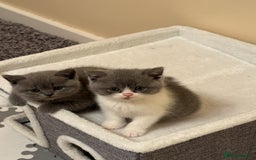 British Shorthair cats for sale: Beautiful health tested bsh kittens  - Image 10
