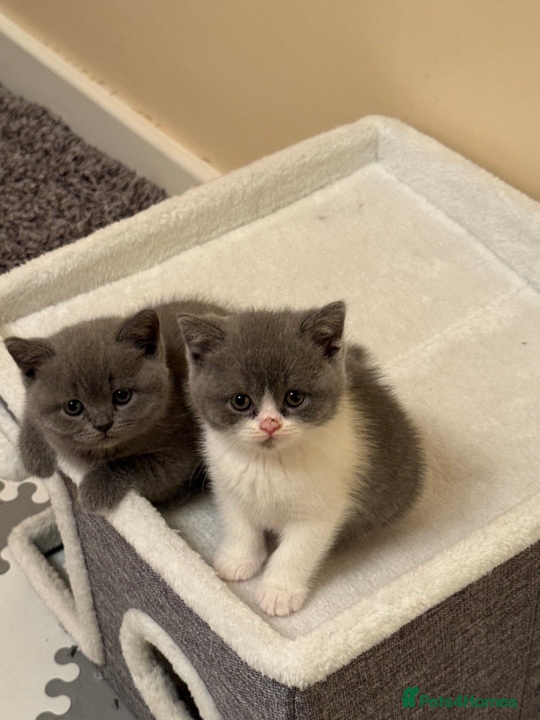 British Shorthair cats for sale: Beautiful health tested bsh kittens  - Image 10