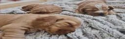 Cocker Spaniel dogs for sale: 3 golden Cocker Spaniels  - Advert 13