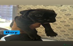 Mixed Breed dogs for sale: Canecorso/staffy puppies  - Image 4