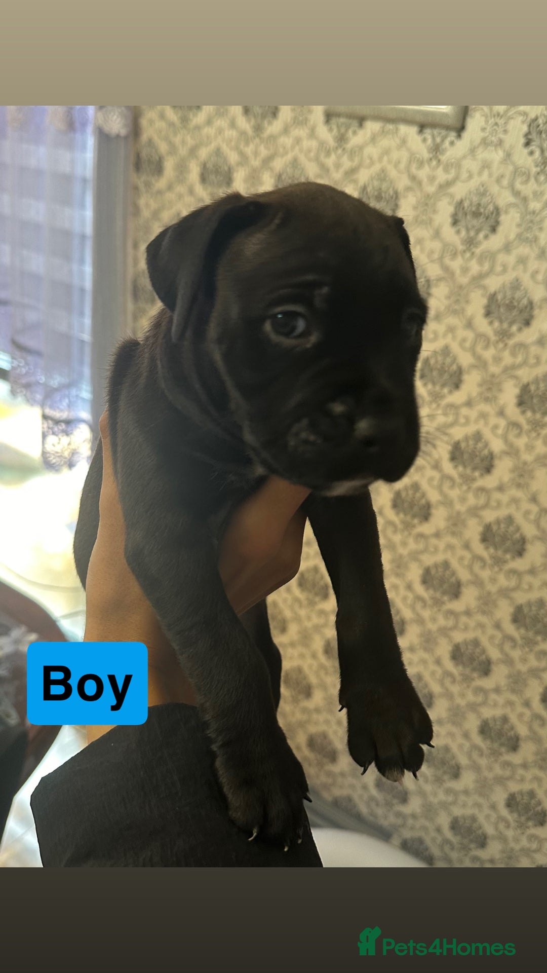Mixed Breed dogs for sale: Canecorso/staffy puppies  - Image 4